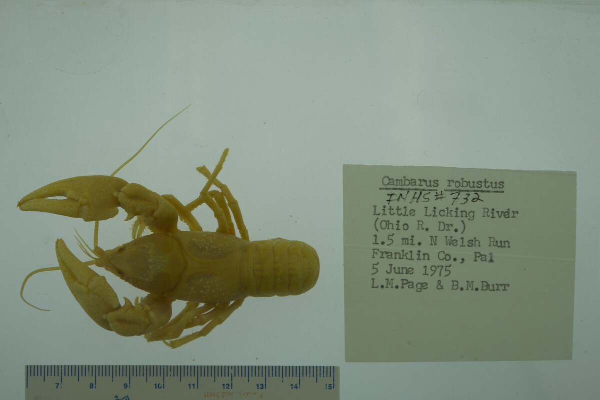 Cambarus robustus image